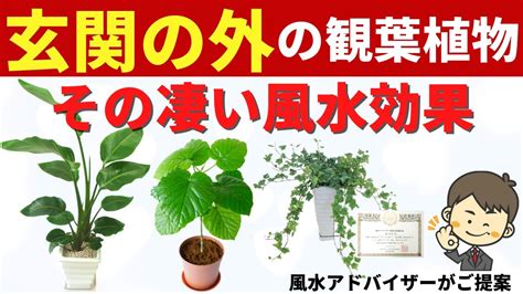 東南 風水|東南の風水と観葉植物！縁結びの運気が上がる